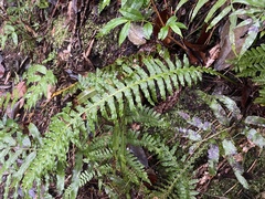 Plagiogyria stenoptera