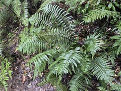 Dryopteris atrata