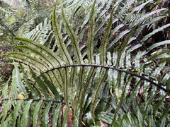 Dryopteris atrata