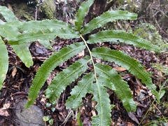 Dryopteris pseudosieboldii