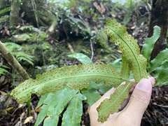 Dryopteris pseudosieboldii