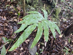 Dryopteris pseudosieboldii