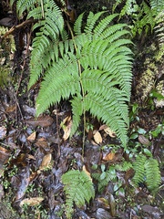 Dryopteris peranema