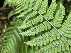 Dryopteris peranema