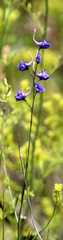 Delphinium halteratum