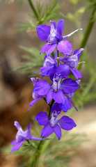 Delphinium halteratum