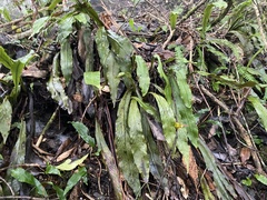 Loxogramme formosana