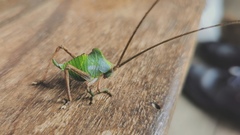 Cycloptera speculata