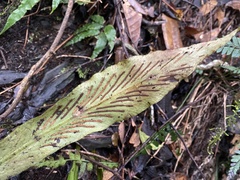 Loxogramme formosana