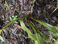 Loxogramme formosana