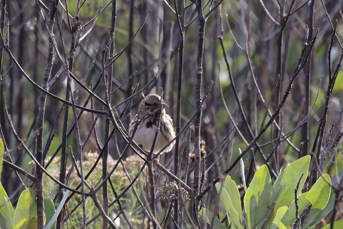 Song Sparrow photographed in Mississippi