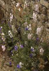 Delphinium halteratum