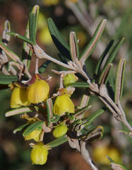 Siegfriedia darwinioides