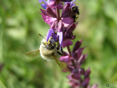 Melitturga clavicornis