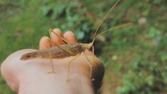 Eumecopterus incisus