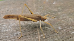 Eumecopterus incisus