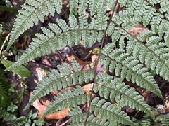 Cornopteris banajaoensis