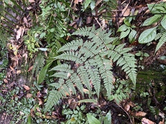 Cornopteris banajaoensis