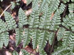 Cornopteris banajaoensis