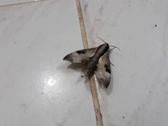 Enpinanga borneensis