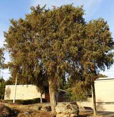 Juniperus oxycedrus oxycedrus