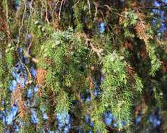Juniperus oxycedrus oxycedrus