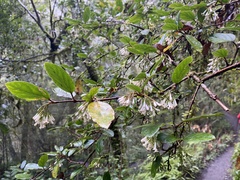Viburnum taitoense