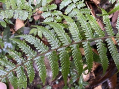 Metathelypteris gracilescens