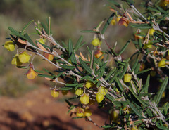 Siegfriedia darwinioides