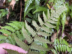 Metathelypteris gracilescens