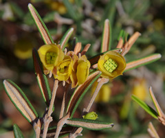 Siegfriedia darwinioides