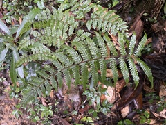 Metathelypteris gracilescens