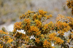 Dufourea flammea