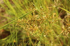Cyperus intactus
