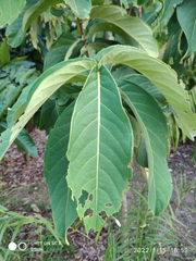 Syzygium formosum