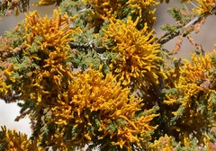 Dufourea flammea
