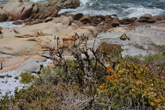 Tylecodon grandiflorus