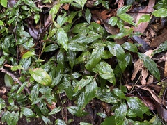 Lysimachia ardisioides
