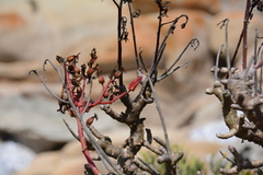 Tylecodon grandiflorus