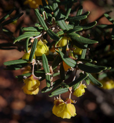 Siegfriedia darwinioides