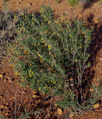 Siegfriedia darwinioides