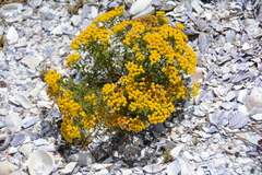 Oncosiphon sabulosus