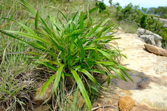 Xerophyta vallispongolana