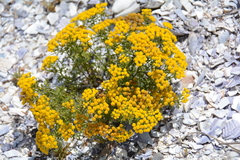 Oncosiphon sabulosus