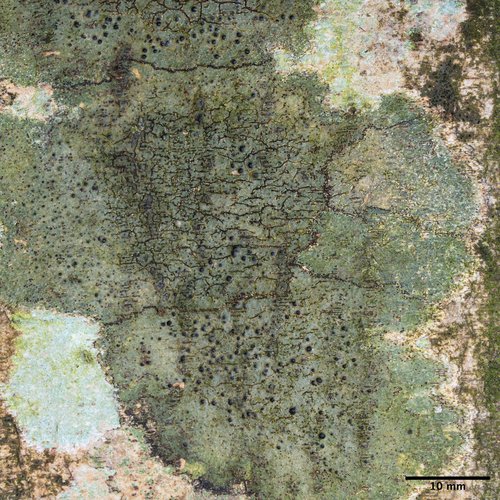 jadrovníčka lesklá (Pyrenula nitida)