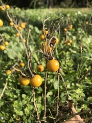 Solanum elaeagnifolium