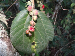 Alchornea glandulosa