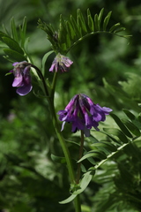 Vicia sosnowskyi