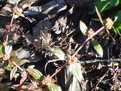 Euphorbia hirta image