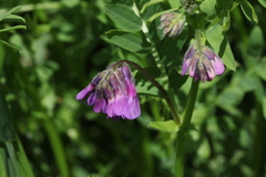 Vicia sosnowskyi
